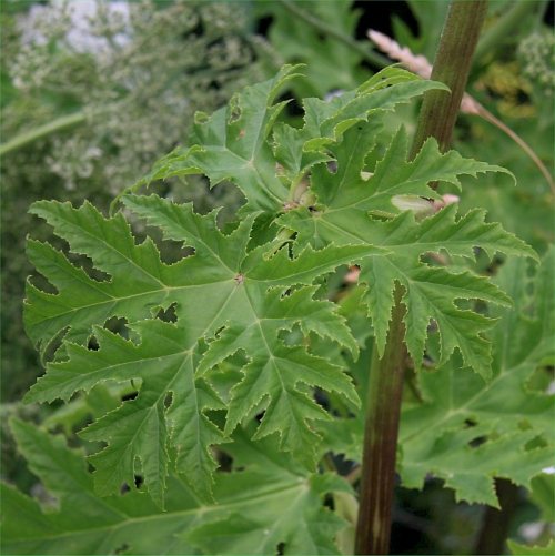 Giant hogweed - image 