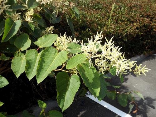 Giant knotweed