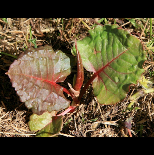 Giant knotweed - image 