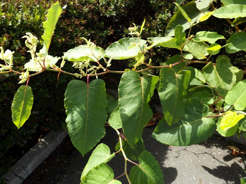 Giant knotweed - image 