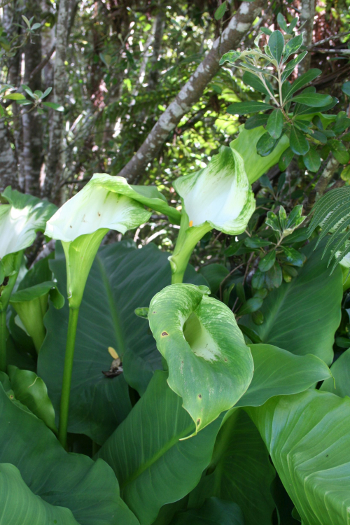 Green goddess arum