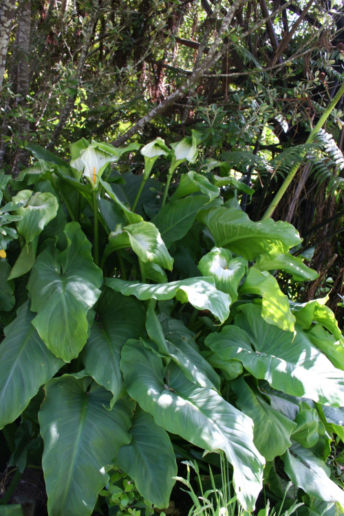 Green goddess arum - image 