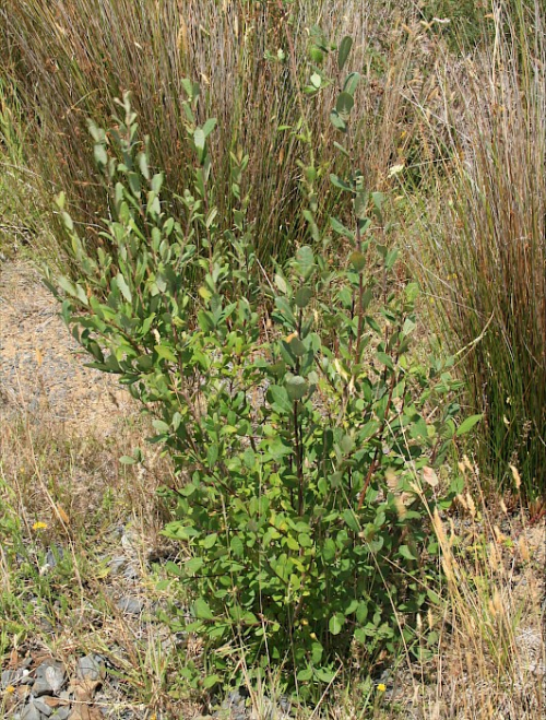 Grey Willow
