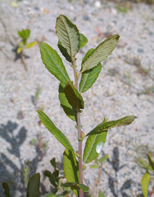 Grey Willow - image 
