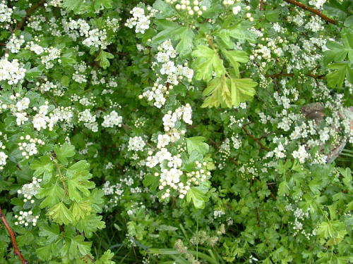 Hawthorn