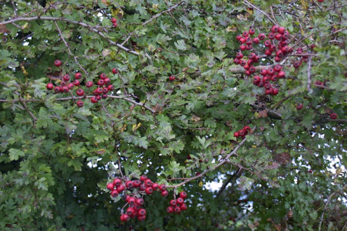 Hawthorn - image 