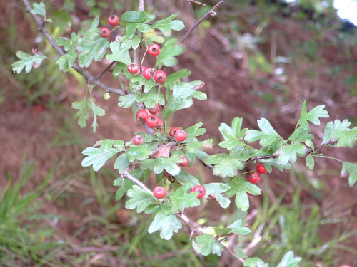 Hawthorn - image 