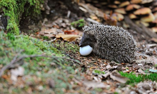 Hedgehog