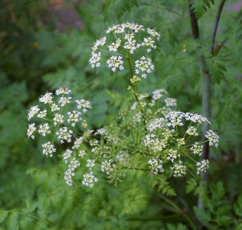 Hemlock