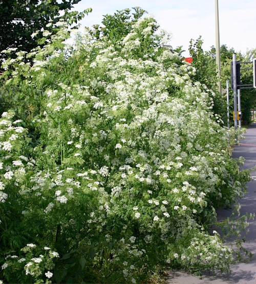 Hemlock - image 