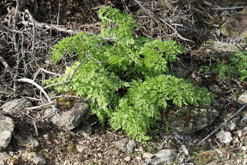 Hemlock - image 