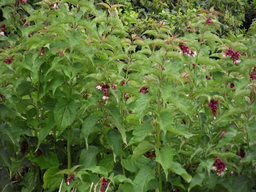 Himalayan honeysuckle - image 