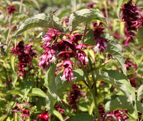 Himalayan honeysuckle