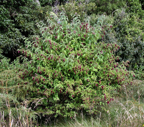Himalayan honeysuckle - image 