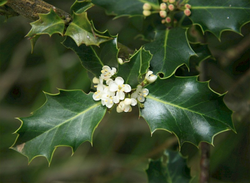 Holly