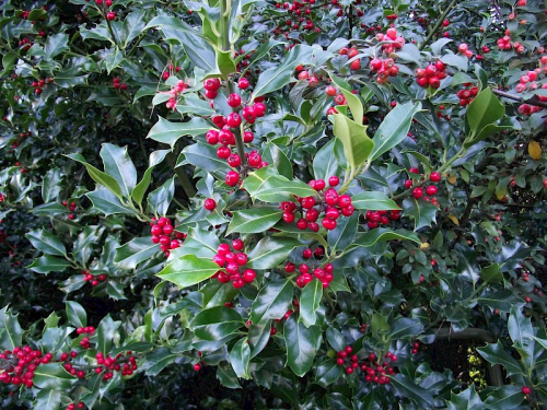 Holly - image 