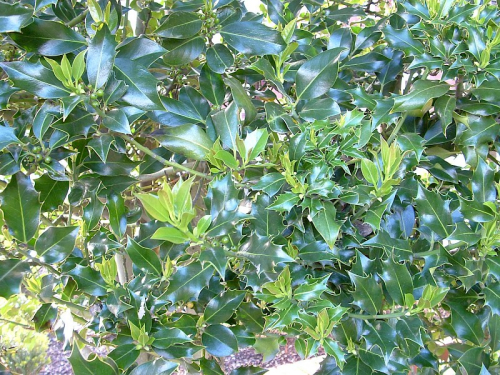 Holly - image 