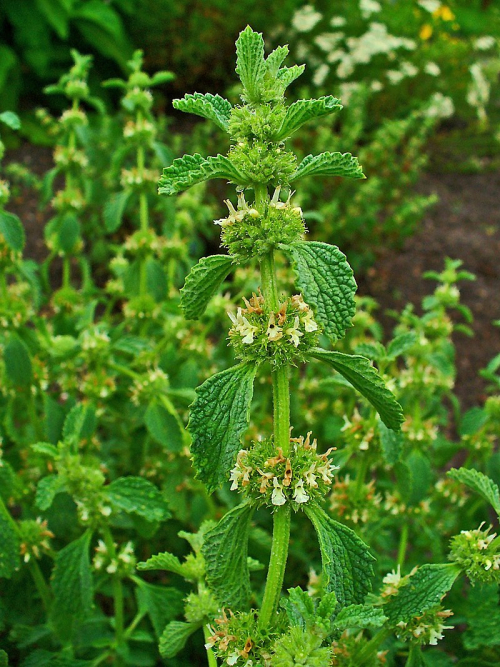 Horehound - image 