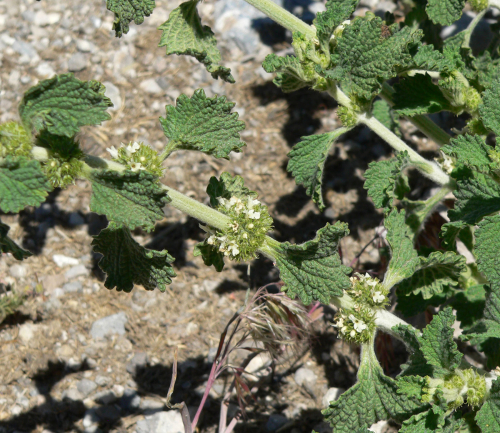 Horehound - image 