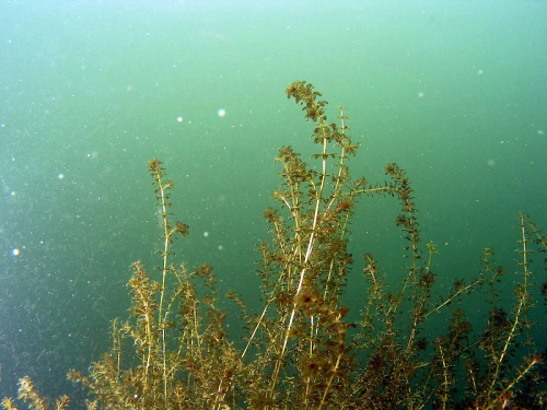 Hydrilla