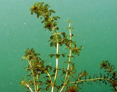 Hydrilla - image 
