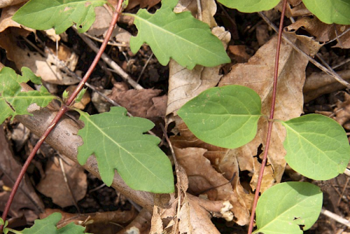 Japanese honeysuckle 