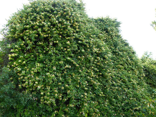 Japanese honeysuckle  - image 
