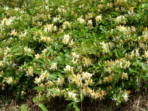 Japanese honeysuckle  - image 