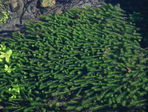 Lagarosiphon (Oxygen Weed) - image 