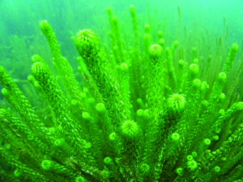 Lagarosiphon (Oxygen Weed) - image 