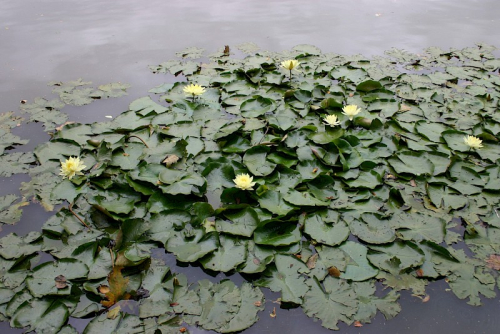 Mexican water lily