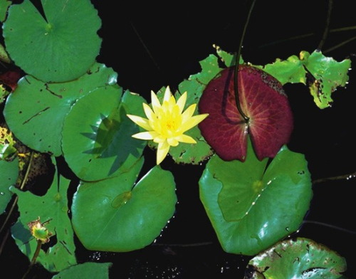 Mexican water lily - image 