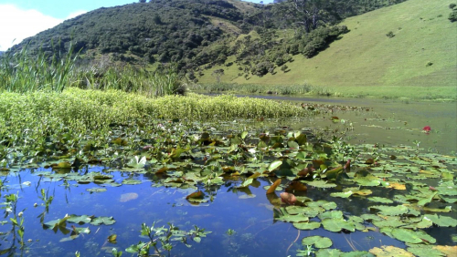 Mexican water lily - image 