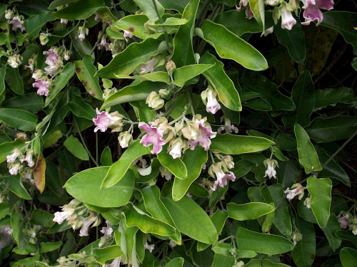 Moth plant