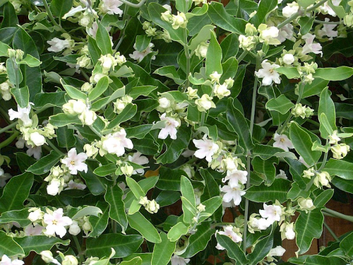 Moth plant - image 