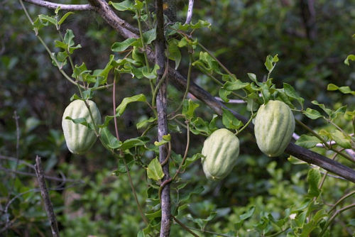 Moth plant - image 