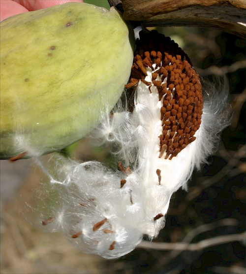 Moth plant - image 2