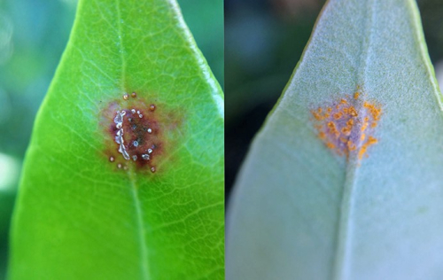 Myrtle rust - image 