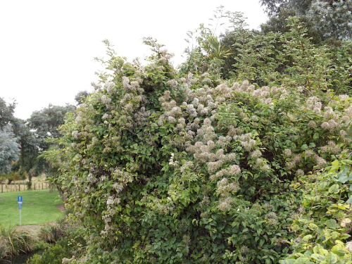 Old man's beard