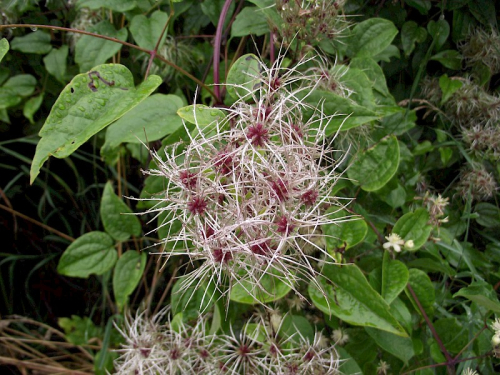 Old man's beard - image 