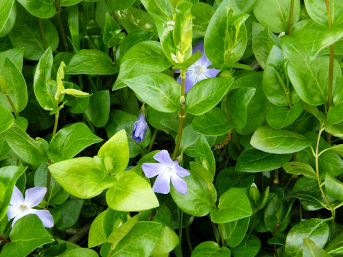 Periwinkle