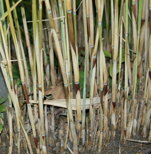 Phragmites - image 