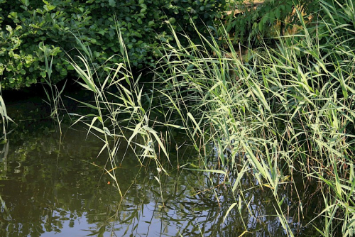 Phragmites - image 