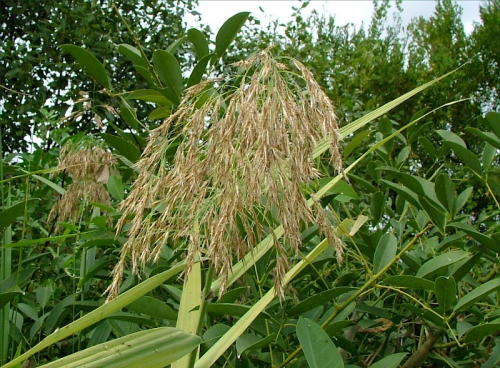 Phragmites - image 
