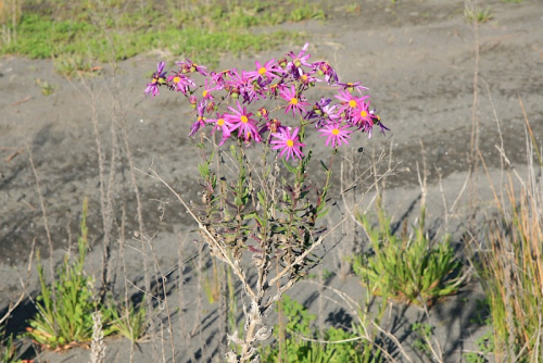 Pink ragwort