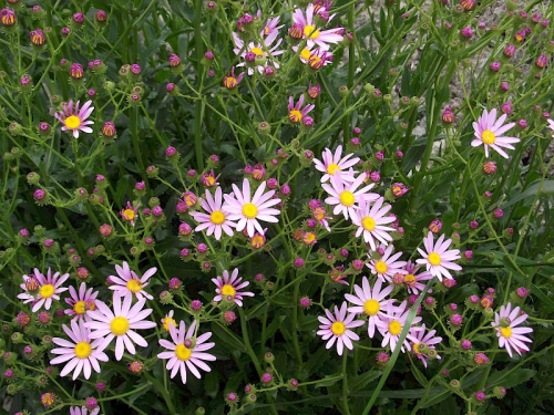 Pink ragwort - image 