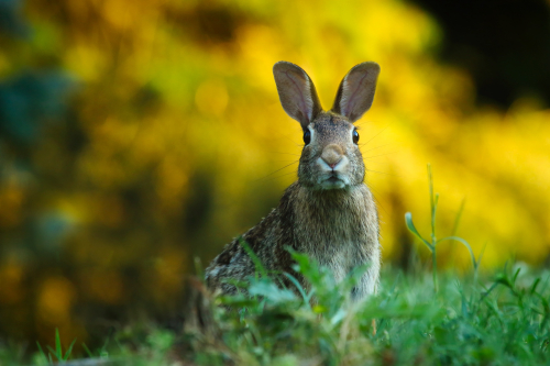 Rabbit - image 1