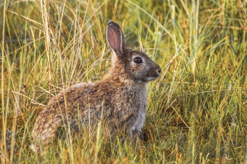 Rabbit - image 