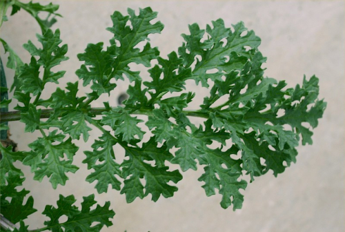 Ragwort - image 
