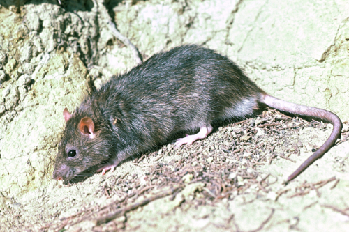 Rat